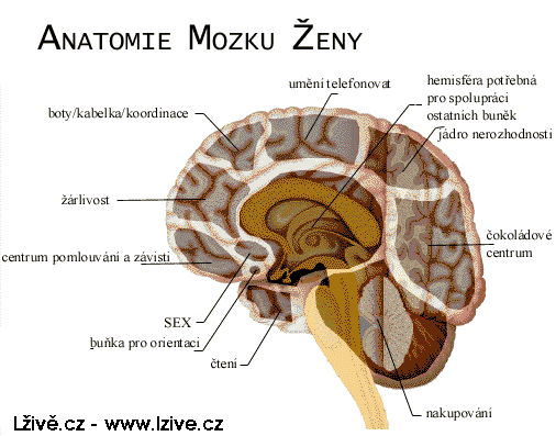 Mozek ženy